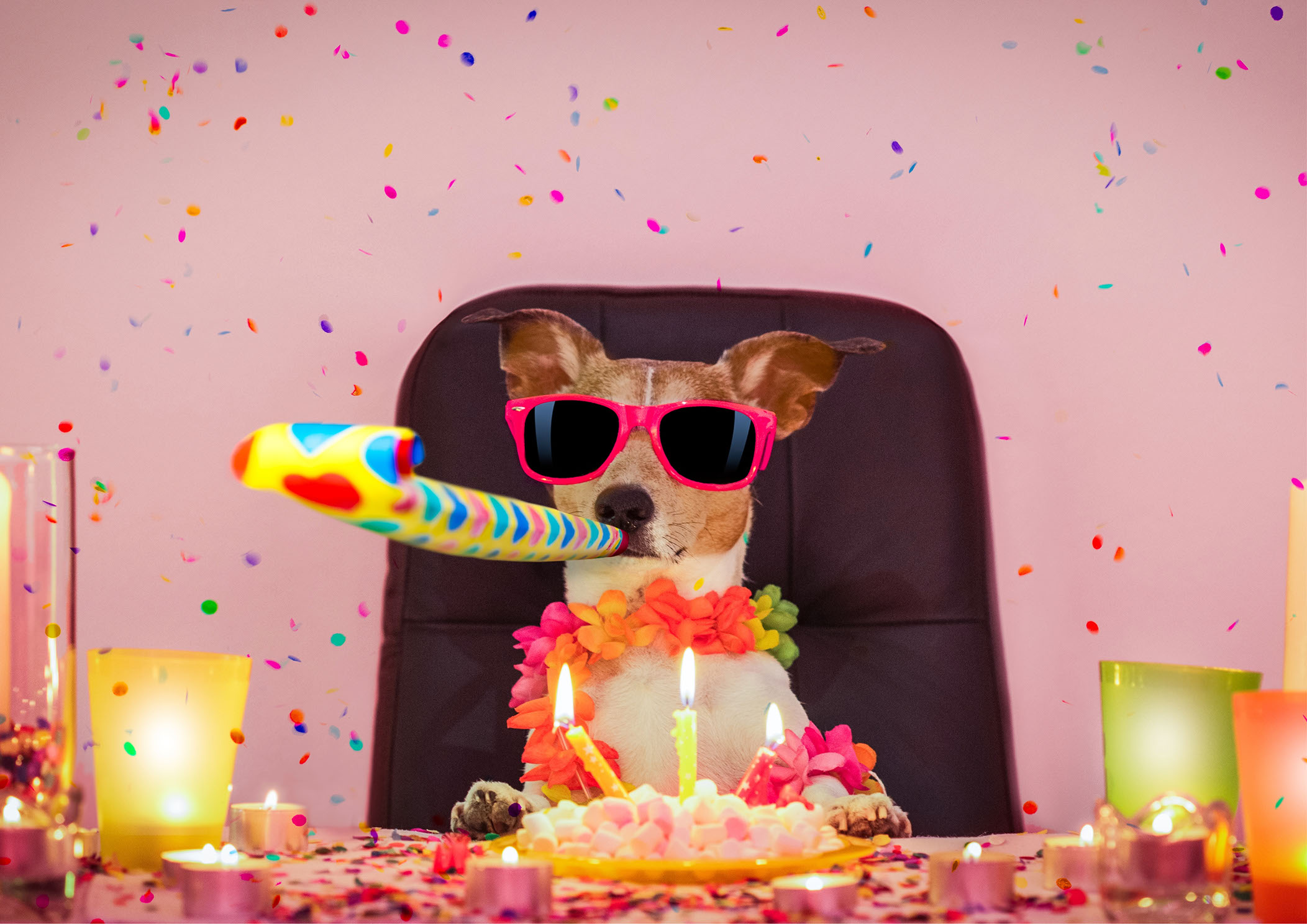 birthday dog wafer sheet Birthday Dog Wafer Sheet - Lumea - Image 1