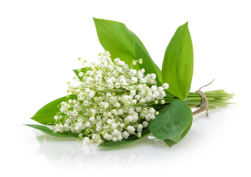 lilly of the walley wafer sheet Lumea Lilly of the Walley Wafer Sheet - Lumea - Image 1
