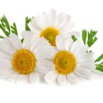 Bouquet of Daisies Wafer Sheet - Lumea
