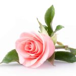 Pink Rose Wafer Sheet - Lumea