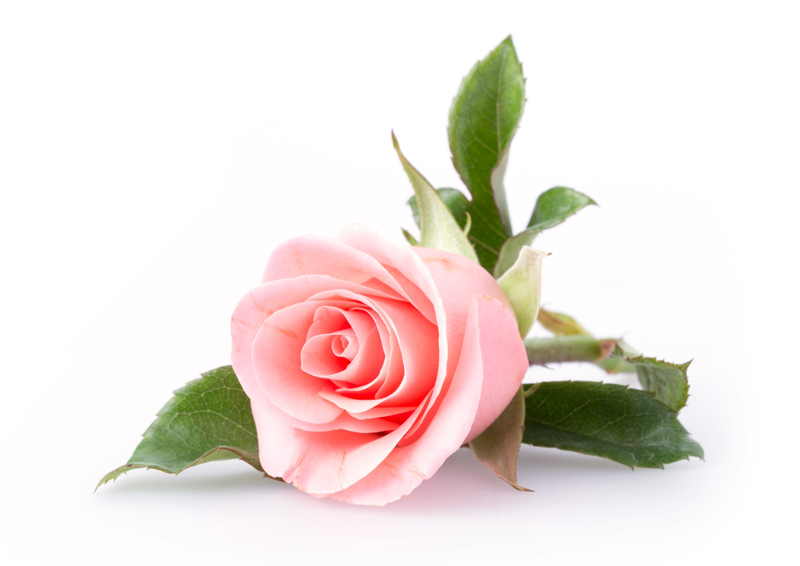 pink rose wafer sheet Lumea Pink Rose Wafer Sheet - Lumea - Image 1
