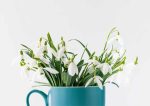 Snowdrops Wafer Sheet - Lumea