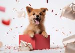 Gift Dog Wafer Sheet - Lumea