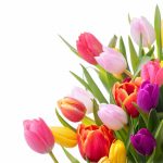 Bouquet of Tulips model 4 Wafer Sheet - Lumea